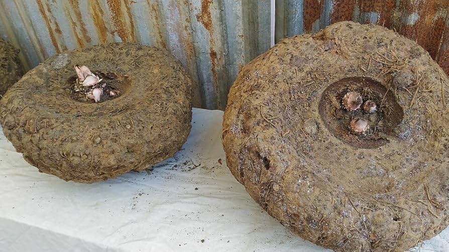 71zakc1jwcl. ac uf894,1000 ql80