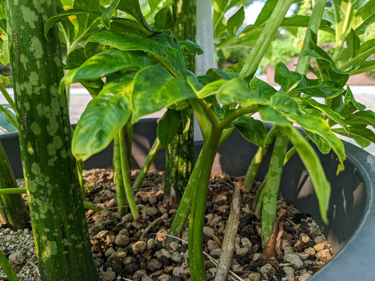 elephantfootyam (1) jacquelinechua 2