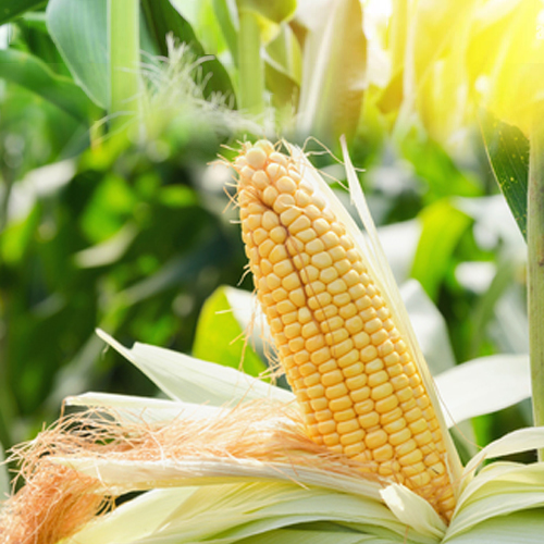 Maize Exporter in India