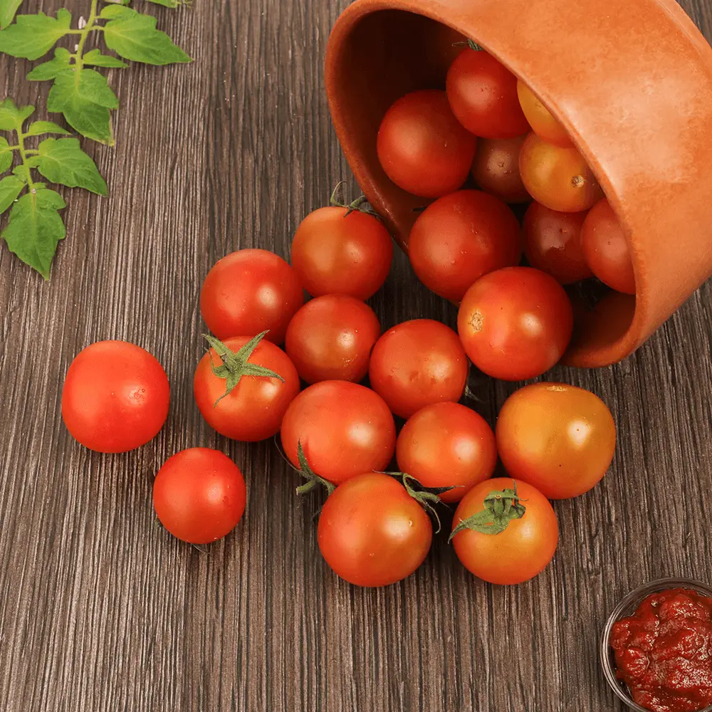 Tomato Exporter in India